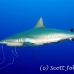 shark_greyreef_kk_h_0705_png1533.jpg